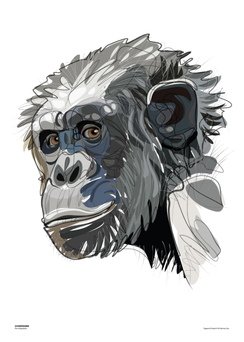 Chimpanse