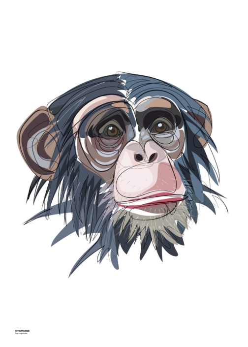 Chimpanse