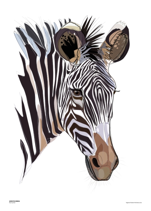 Grevys zebra