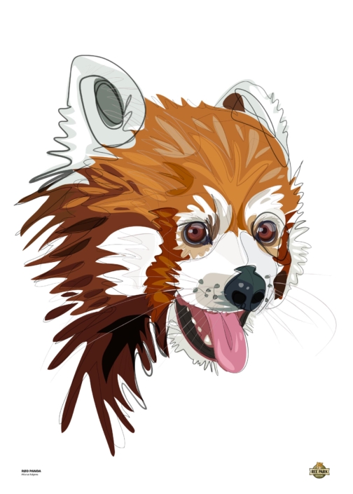 Rød panda B2