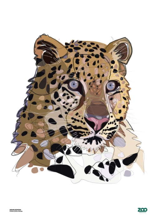 Amur leopard B2