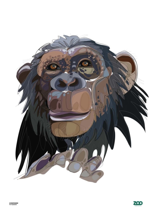 Chimpanse B2