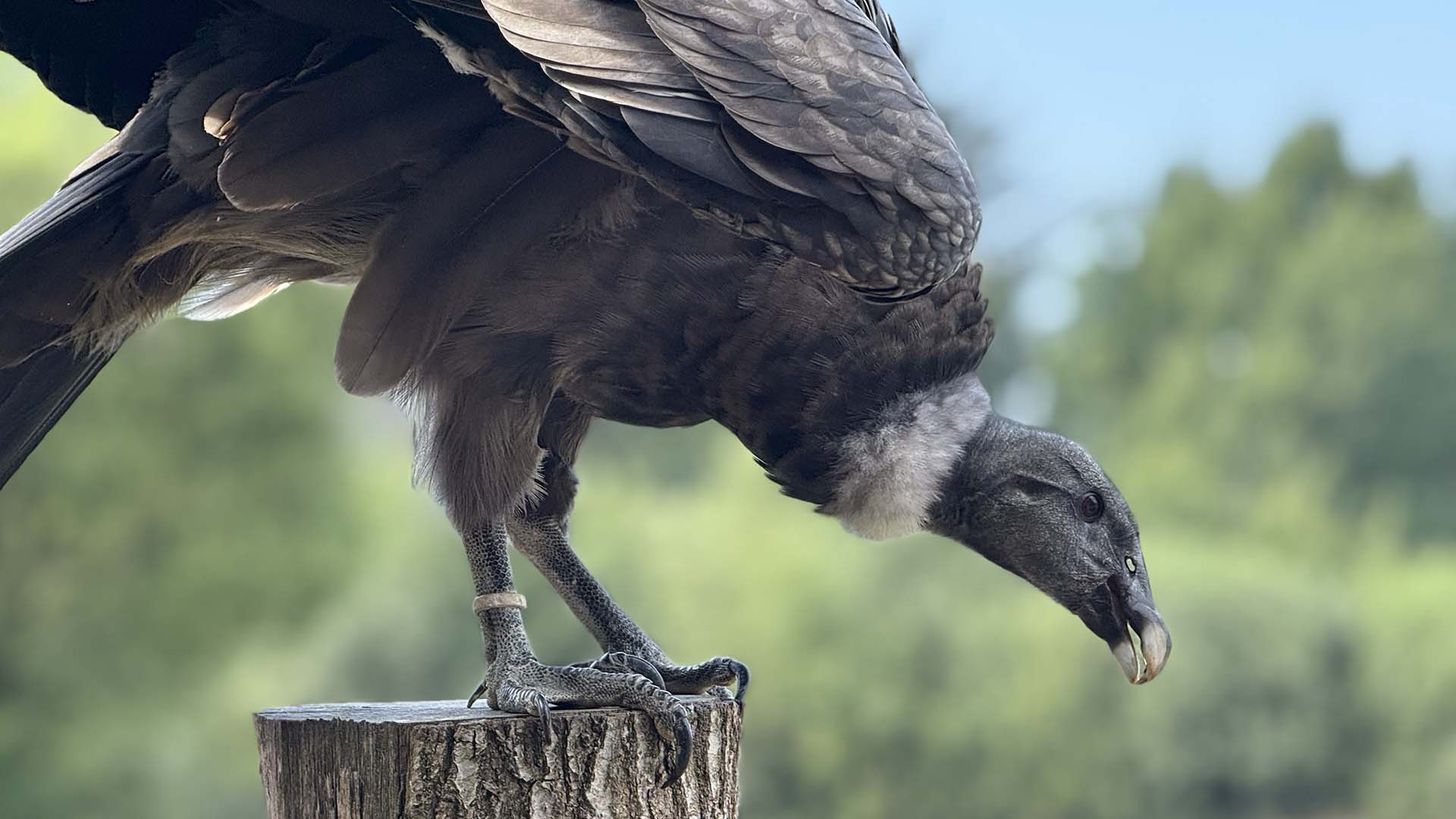 andeskondor-foto-1902x1080